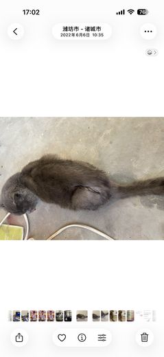 诸城王总收养的遗弃猫  · 2022